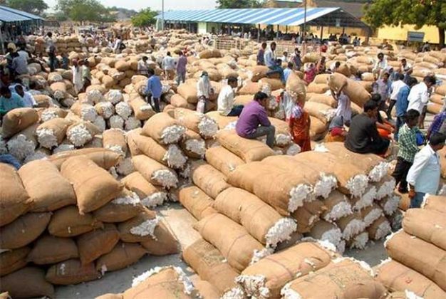 कापसाच्या कवडीमोल भावामुळे शेतकरी हवालदिल