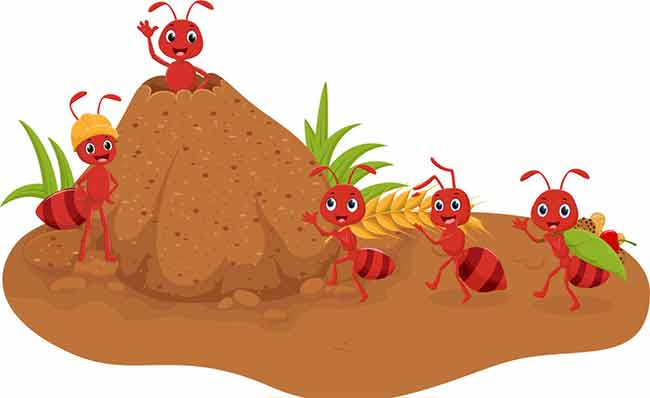 Ants