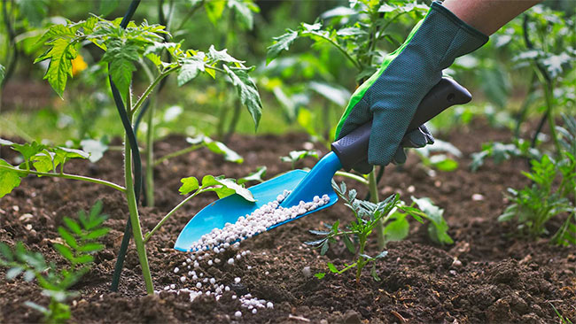Fertilizer Price Hike