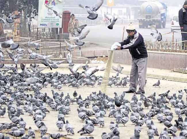 Pigeon Feeding