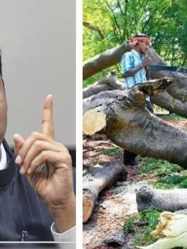 CM Devendra Fadanvis : वृक्षतोड कायद्याविषयी सुधारणा विधेयकाला मुख्यमंत्र्यांकडून स्थगिती !