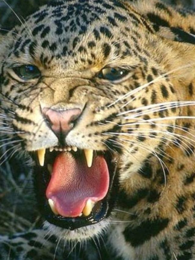 Nashik Leopard Attack : बिबट्याच्या हल्ल्यात ४ वर्षीय चिमुरडा जखमी, प्रकृती गंभीर