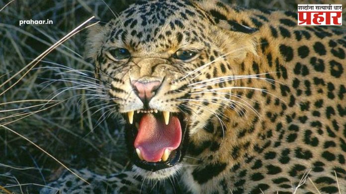 Nashik Leopard Attack : बिबट्याच्या हल्ल्यात ४ वर्षीय चिमुरडा जखमी, प्रकृती गंभीर