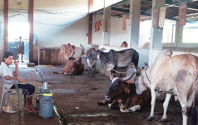 Oxytocin : दूधही धोकादायक? दुभत्या गाई-म्हशींना दिल्या जाणा-या इंजेक्शनमुळे होताहेत जीवघेणे आजार!
