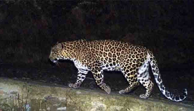 Increasing Number Of Leopards : बिबट्यांची वाढती संख्या ग्रामीण भागाच्या व्यवस्थेची ठरतेय नाकाबंदी
