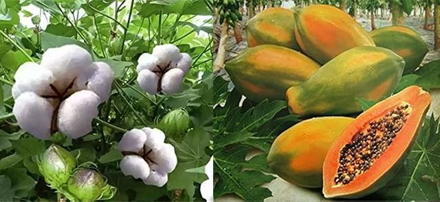 Papaya And Cotton Price Fall : कापसाचे दर गडगडले, पपईलाही मिळतोय कवडीमोल भाव; उत्पादक शेतकरी अडचणीत!