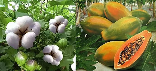 Papaya And Cotton Price Fall