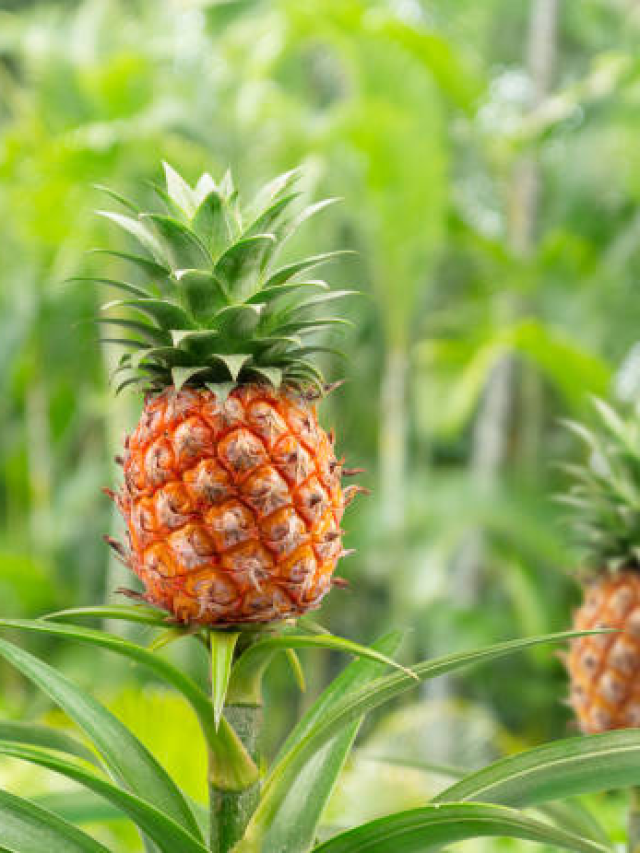 Pinapple Benefits : हिवाळ्यात अननस खाण्याचे ‘हे’ फायदे माहीत आहेत?