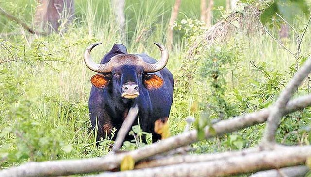 सिंधुदुर्ग जिल्ह्यात गवारेड्यांची दहशत