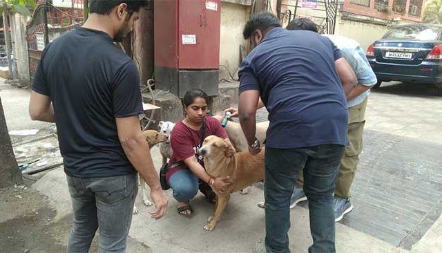 Kalyan Dombivli : लंडनहून अँटी रेबीज लसीकरणासाठी टीम कल्याण डोंबिवलीत दाखल