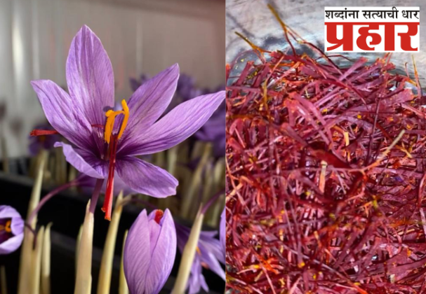saffron at home : इंदूरच्या घरात केशर शेती
