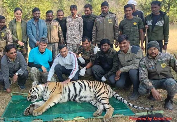 Tadoba Tiger : ताडोबात आणखी दोन वाघांना लावले ‘रेडिओ कॉलर’