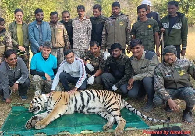Tadoba Tiger : ताडोबात आणखी दोन वाघांना लावले ‘रेडिओ कॉलर’