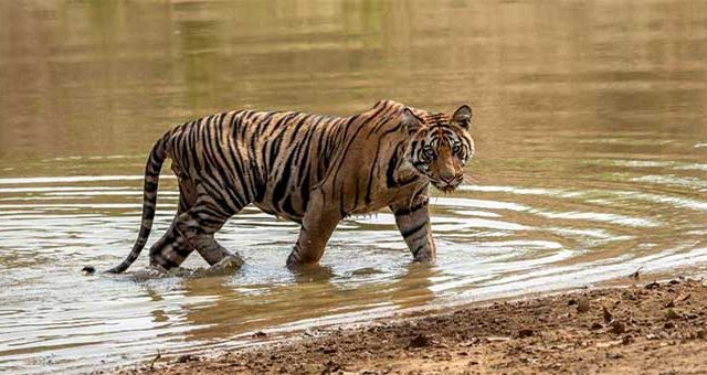 Holiday Tours : नाताळच्या सुट्टीत पर्यटकांची ताडोबाला पसंती