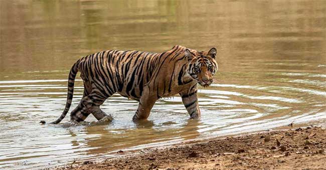 Holiday Tours : नाताळच्या सुट्टीत पर्यटकांची ताडोबाला पसंती