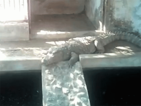 Illegal Crocodiles : धक्कादायक! छापा टाकायला गेलेल्या आयकर विभागाला पैसे नाही तर सापडल्या मगरी