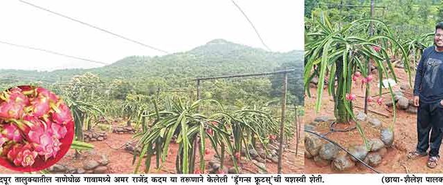 Dragon fruit farmer : मुंबईतून गावात परतल्यावर 'ड्रॅगन्स फ्रूटस्'ची शेती करणारा अमर कदम देतोय 'गावाकडे प्रायोगिक शेती करा' हा संदेश
