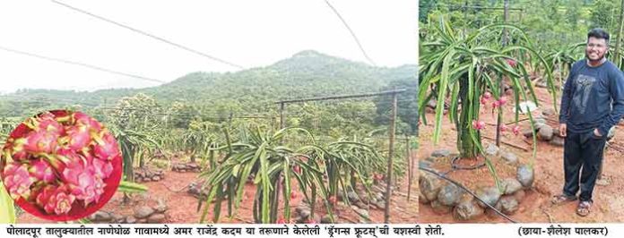 Dragon fruit farmer : मुंबईतून गावात परतल्यावर 'ड्रॅगन्स फ्रूटस्'ची शेती करणारा अमर कदम देतोय 'गावाकडे प्रायोगिक शेती करा' हा संदेश