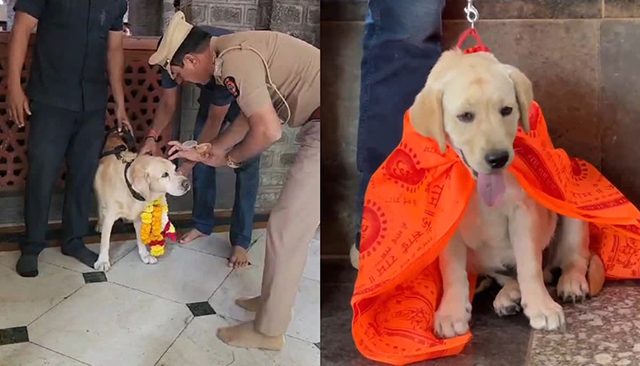 Sai temple security : साई मंदिराच्या सुरक्षा पथकात नव्या श्वानाची एन्ट्री