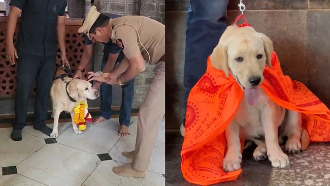Sai temple security : साई मंदिराच्या सुरक्षा पथकात नव्या श्वानाची एन्ट्री