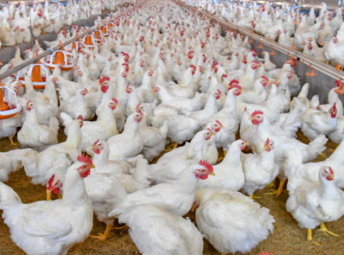 Bird flu : महाराष्ट्रावर घोंघावतेय बर्ड फ्लूचे संकट!