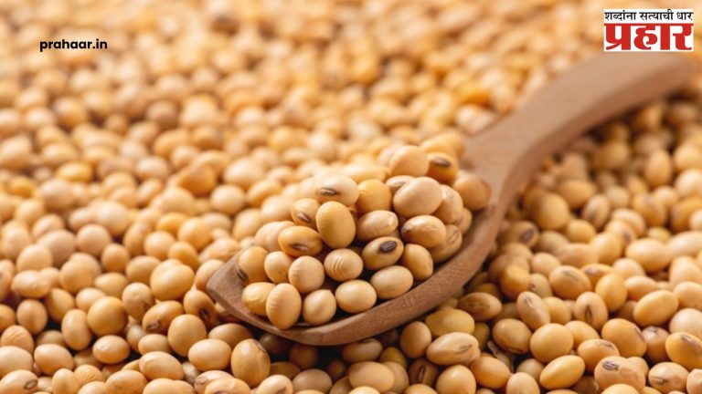 Soybean : देशात सर्वाधिक सोयाबीन खरेदी महाराष्ट्रात