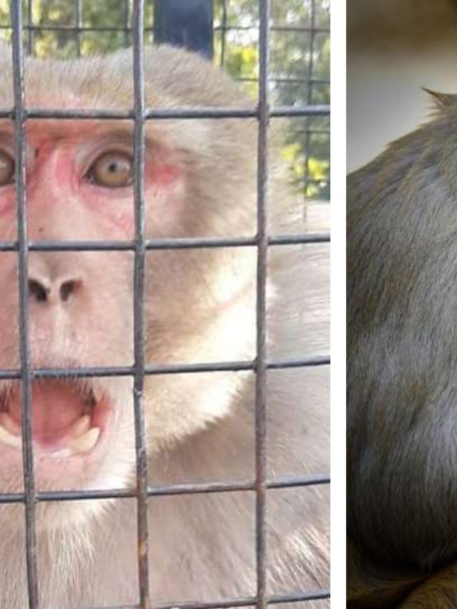 Monkey : माकडाला पकडण्यासाठी वन विभाग पिंजरे लावणार