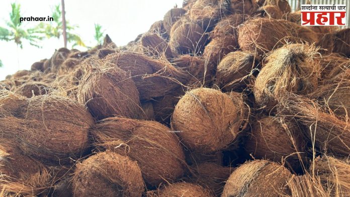 Coconut Price Hike : नारळ महागले; प्रति नगाचा दर पन्नाशी पार