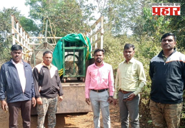 कोंबडीची शिकार करताना बिबट्या खुराड्यात अडकला