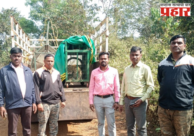 कोंबडीची शिकार करताना बिबट्या खुराड्यात अडकला