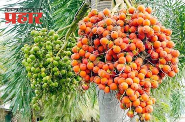 श्रीवर्धनच्या रोठा सुपारीचे अस्तित्वच धोक्यात