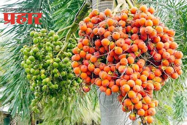 श्रीवर्धनच्या रोठा सुपारीचे अस्तित्वच धोक्यात