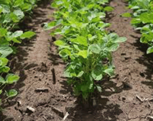 Flax Crop Profit : पैसे देणारे पीक आहे जवस, तरीही शेतकऱ्यांची पाठ का?