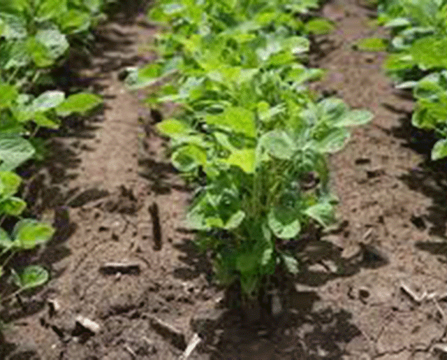 Flax Crop Profit : पैसे देणारे पीक आहे जवस, तरीही शेतकऱ्यांची पाठ का?