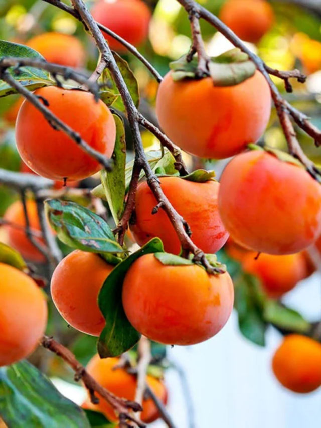 Ramphal Benefits : रामफळ खाण्याचे हे फायदे तुम्हाला माहिती आहेत का?