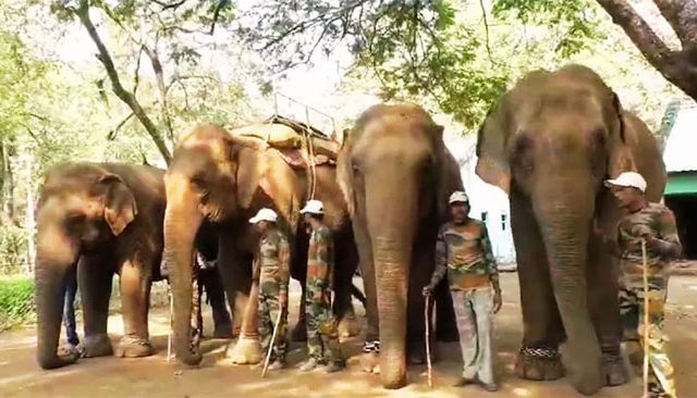 Elephants on Winter Vacation : महाराष्ट्रात हत्तींना हिवाळी सुट्टी!