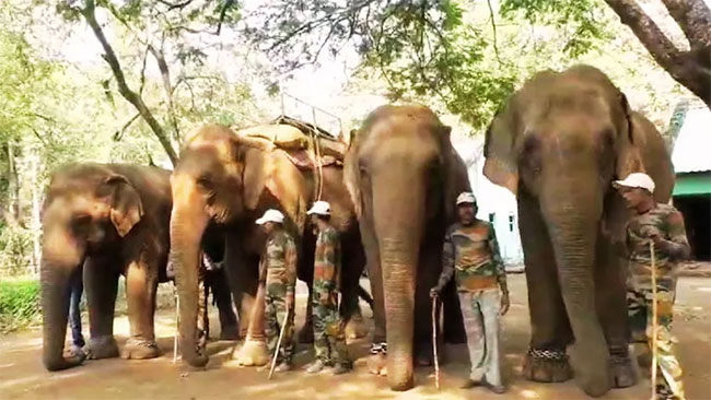 elephant winter vacation