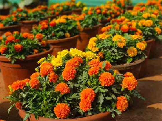 मुंबईतील पुष्पोत्सवात भारताची राष्ट्रीय प्रतिके