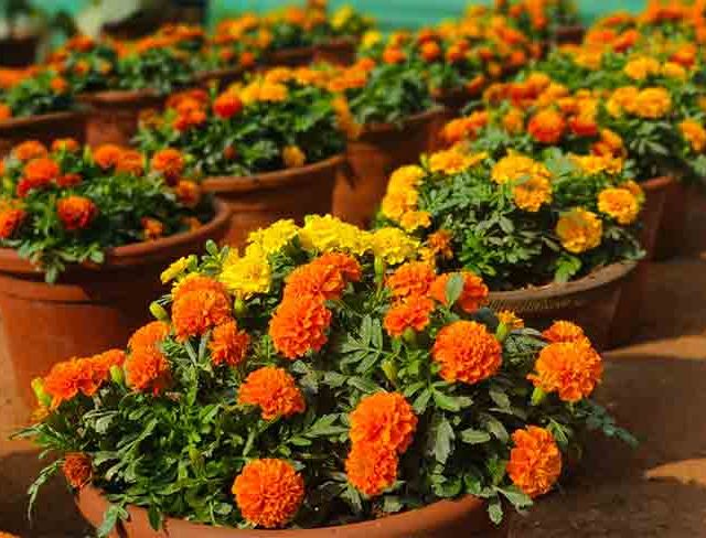 मुंबईतील पुष्पोत्सवात भारताची राष्ट्रीय प्रतिके