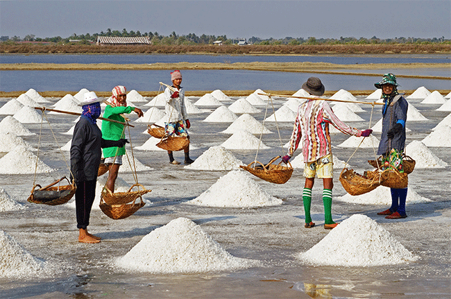 Salt Buisness :  पेण तालुक्यातील शेतकऱ्यांचा मीठ व्यवसायाला नवसंजीवनी देण्याचा प्रयत्न