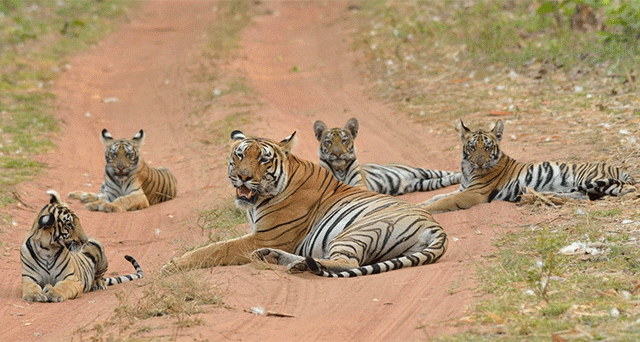 Tadoba : उपासमारीमुळे चंद्रपूर जिल्ह्यातील वाघ मृत्यूशी झुंज देतायत