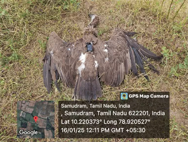 Tadoba Chandrapur : ताडोबातील ‘त्या’ गिधाडाचा विजेच्या धक्क्याने मृत्यू