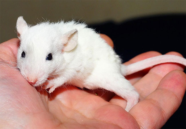 White rats : पिंपरी-चिंचवड महापालिका घेणार ९ लाख रुपयांचे पांढरे उंदीर