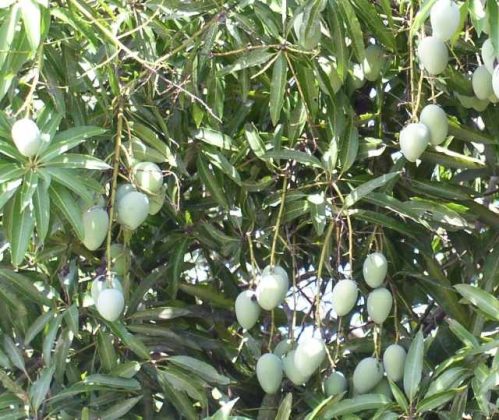 बदलत्या हवामानामुळे कैरीची गळ; बागायतदार चिंताग्रस्त