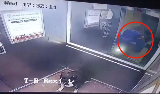 Dog viral video