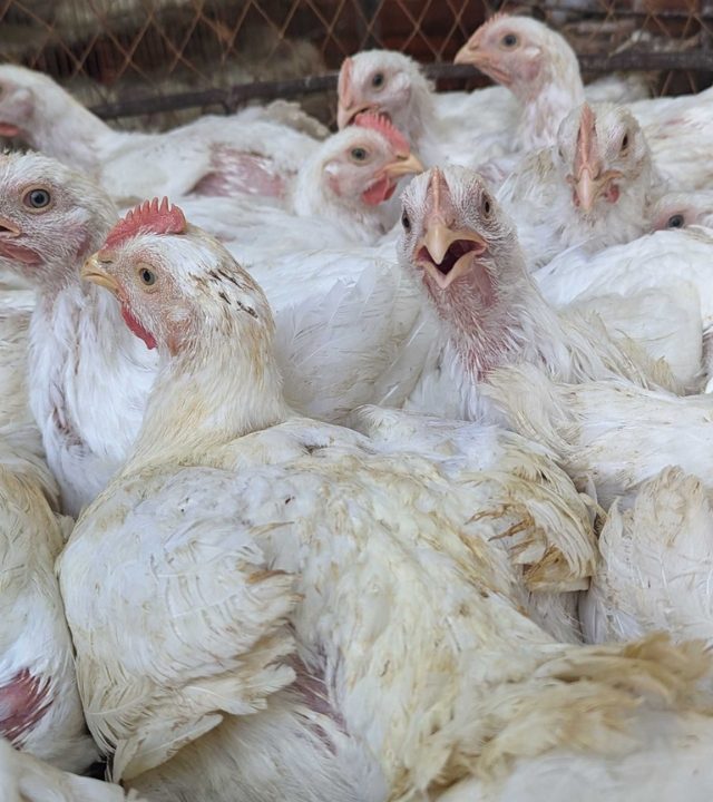 Prices Of Chicken : जीबीएसचा परिणाम: चिकनचे दर घसरले, तर मासळी महागली!