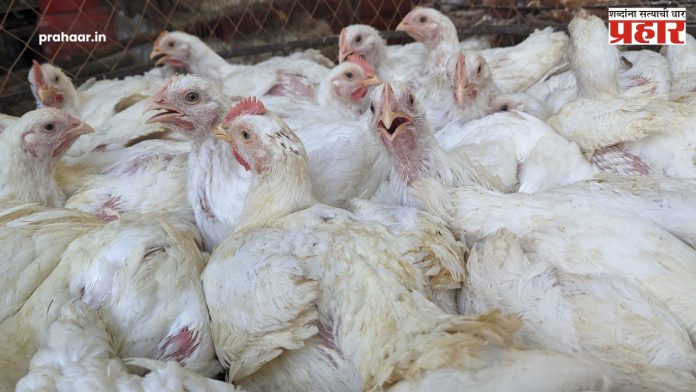 Prices Of Chicken : जीबीएसचा परिणाम: चिकनचे दर घसरले, तर मासळी महागली!