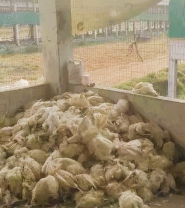 Mysterious Disease : गुढ आजारामुळे २५०० कोंबड्यांचा मृत्यू