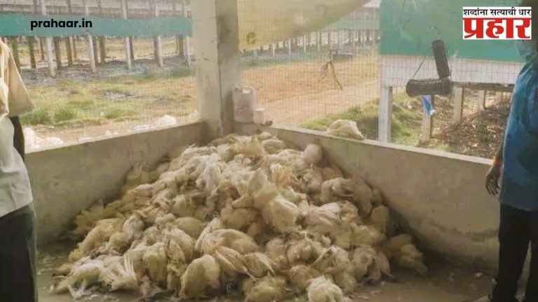 Mysterious Disease : गुढ आजारामुळे २५०० कोंबड्यांचा मृत्यू