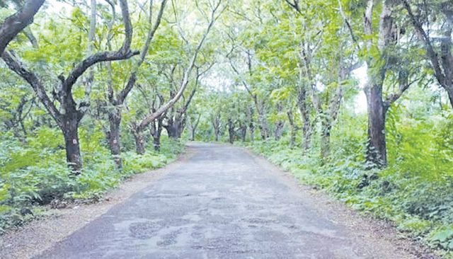 Aarey Colony : विकासाचा मास्टर प्लॅन तयार; आरेचा होणार कायापालट